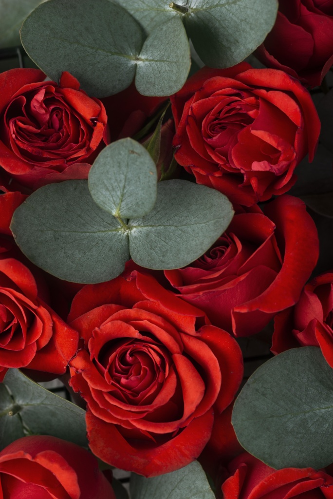 top-view-of-beautiful-red-colored-flowers.jpg top-view-of-beautiful-red-colored-flowers.jpg